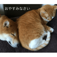 [LINEスタンプ] トロちゃん ロンちゃん