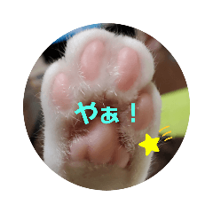 [LINEスタンプ] ねこっちポイント語