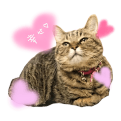 [LINEスタンプ] キジトラつくし