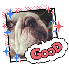 [LINEスタンプ] アレク犬のスタンプ