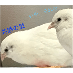 [LINEスタンプ] ヒメウズラの感情スタンプver.1