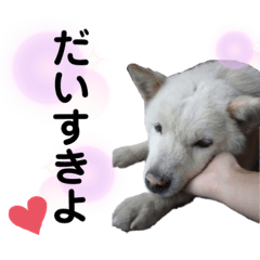 [LINEスタンプ] ラッキーと一緒❤️