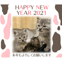 [LINEスタンプ] 保護猫 ＆ COCO❹
