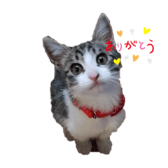 [LINEスタンプ] 猫スタンプ koji