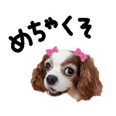 [LINEスタンプ] キャバリアわんこのめちゃくそ 日常3