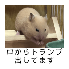 [LINEスタンプ] 三郎です