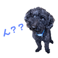 [LINEスタンプ] トイプードルのシュンくん3