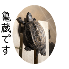 [LINEスタンプ] 俺の亀蔵とハムちゃん