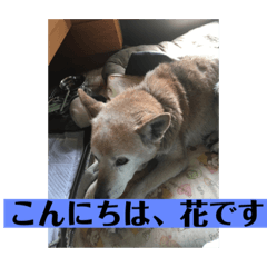 [LINEスタンプ] 愛犬花11