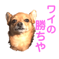 [LINEスタンプ] あたちのmix犬7