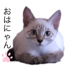 [LINEスタンプ] ローラちゃんとロイくん_1