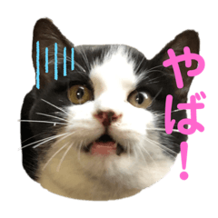 [LINEスタンプ] 実写！ネコスタンプ
