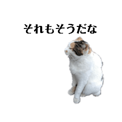 [LINEスタンプ] 第8回野良猫観察日記