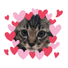 [LINEスタンプ] キジトラ kijitora cat