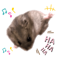 [LINEスタンプ] ぼくんちのハムちゃん