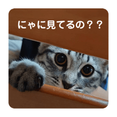 [LINEスタンプ] めいの日常で使える猫スタンプ