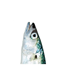 [LINEスタンプ] 【今日の晩御飯】魚スタンプ