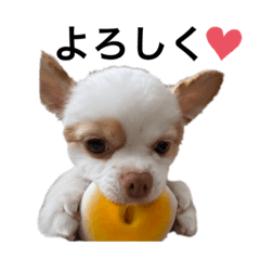 [LINEスタンプ] チワワ♡ひなた♡スタンプ