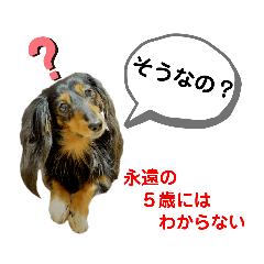[LINEスタンプ] ミニチュアダックスの気ままなランチ⑧