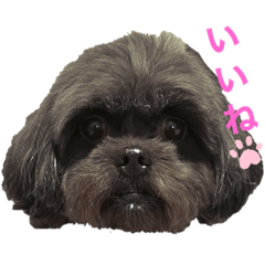 [LINEスタンプ] じゅりちゃんが居る生活