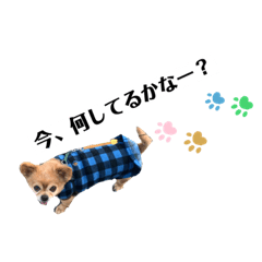 [LINEスタンプ] チョコさんのゆる〜い日常