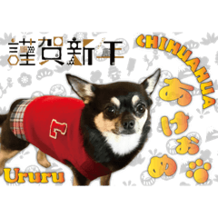 [LINEスタンプ] チワワのうるるスタンプ②