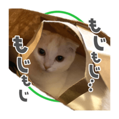 [LINEスタンプ] しろみの日常スタンプ