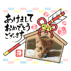 [LINEスタンプ] 10月の保護子猫たち