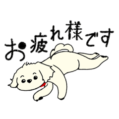 [LINEスタンプ] かわいい！マルチーズ！の画像（メイン）