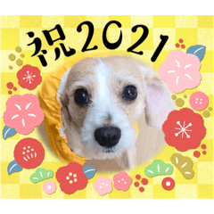 [LINEスタンプ] mix犬❤️めるもの年末年始〜❤️