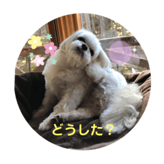[LINEスタンプ] マルシーズーpinoko1