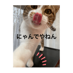 [LINEスタンプ] キジ白サンちゃん 2