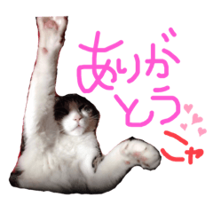 [LINEスタンプ] ねこいぬ2だん