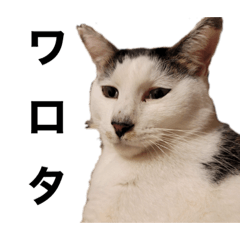 [LINEスタンプ] うちのレオにゃ