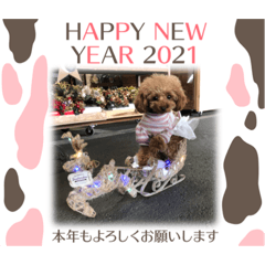 [LINEスタンプ] ティーカッププードルのモアちゃん
