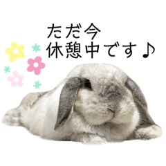 [LINEスタンプ] うさぎのリリィさん（Lilytic）