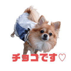 [LINEスタンプ] チョコ(365)