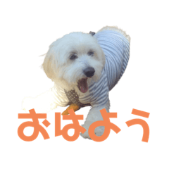 [LINEスタンプ] キナリ(366)