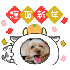 [LINEスタンプ] すーさん家のわんこたち3