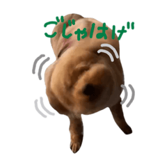 [LINEスタンプ] 讃岐弁 コタローくん