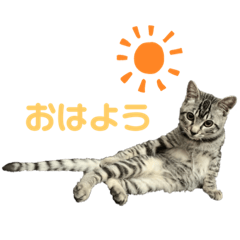 [LINEスタンプ] チュッチュと愉快な仲間たち