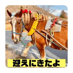 [LINEスタンプ] 榛名湖遊覧馬車かんたろうくんの画像（メイン）