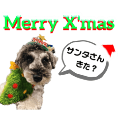 [LINEスタンプ] シュナウザー(ジルバ3)