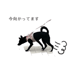 [LINEスタンプ] ノアぞー