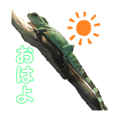 [LINEスタンプ] トカゲ達
