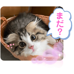 [LINEスタンプ] ソイラテとコロンパール