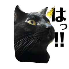 [LINEスタンプ] リタと愉快な仲間たち