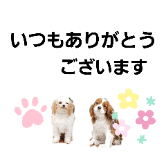 [LINEスタンプ] ゆかいなわんこスタンプ