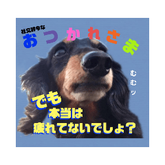 [LINEスタンプ] ミニチュアダックスの気ままなランチ⑨