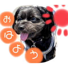 [LINEスタンプ] クロくんスタンプ1